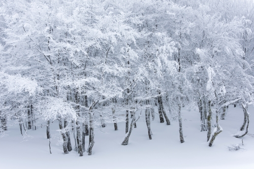 frédéric-demeuse-nature-photography-forest-photography-vosges-france